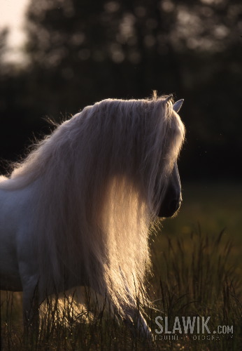 Lusitano_Templado_449.JPG